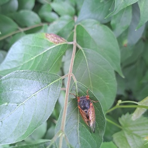 The Great Cicada Hunt, 2025