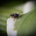 IMG 8862