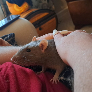 Max and Frank